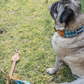 Mystery Collar & Leash Set